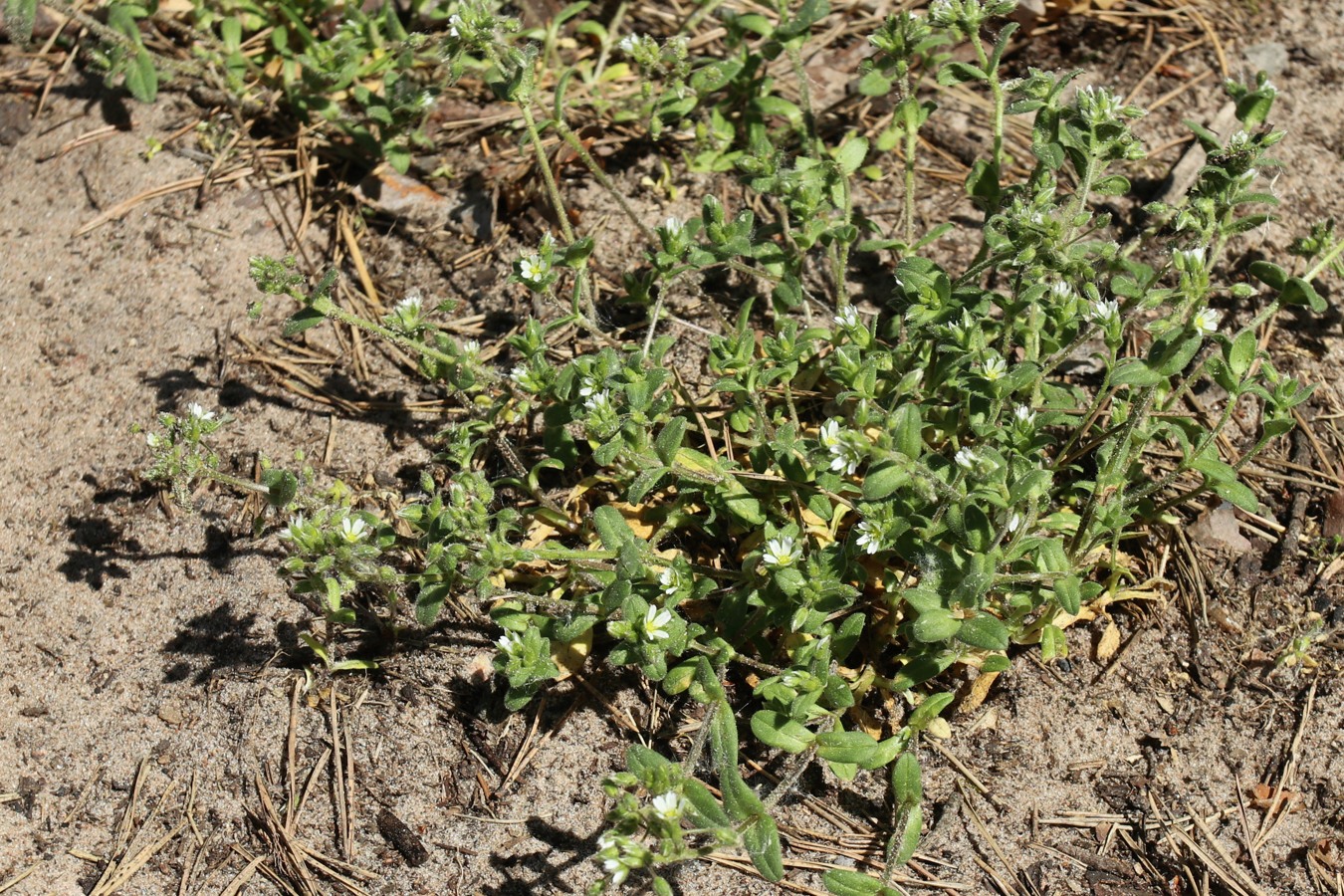 Image of Cerastium semidecandrum specimen.