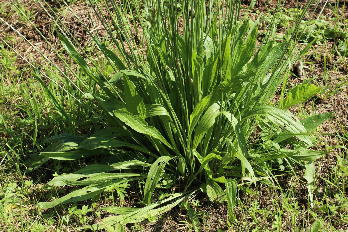 Image of Plantago lanceolata specimen.