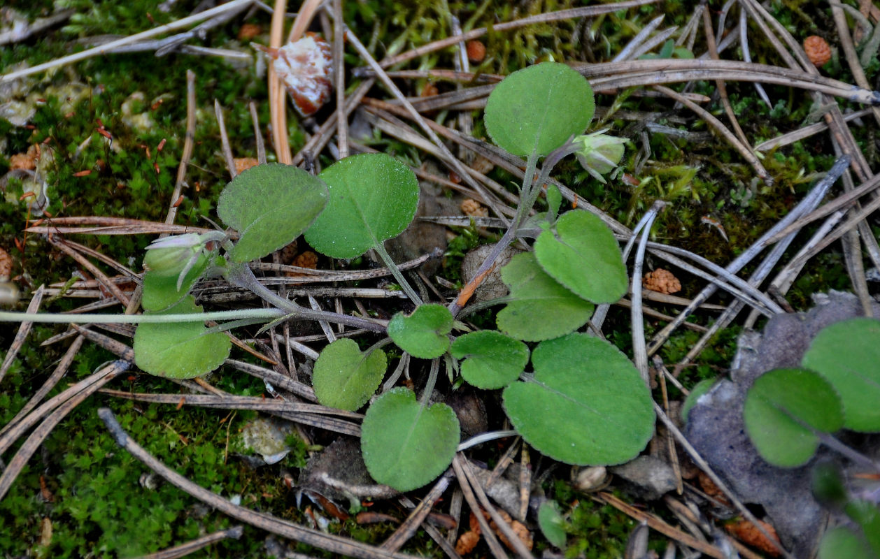 Image of Viola rupestris specimen.