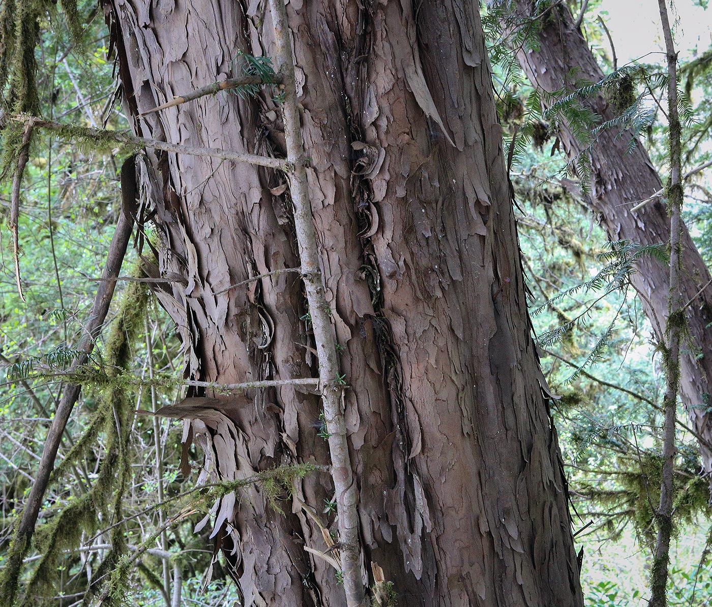 Image of Taxus baccata specimen.