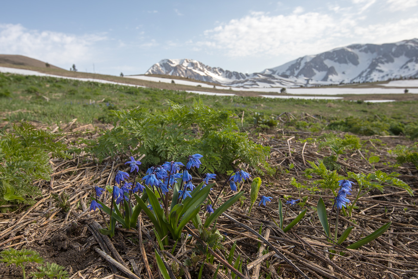 Image of Scilla siberica specimen.