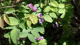 Lathyrus humilis. Соцветия с цветками и бутонами и листья. Хабаровский край, окр. г. Комсомольск-на-Амуре, кедрово-широколиственный лес. 26.05.2024.