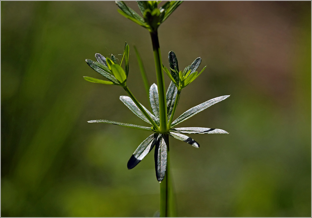 Изображение особи Galium mollugo.