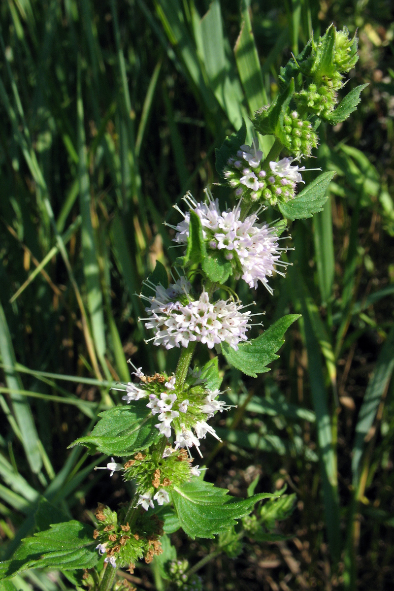 Image of Mentha arvensis specimen.