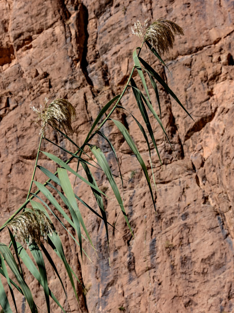 Изображение особи Phragmites australis.