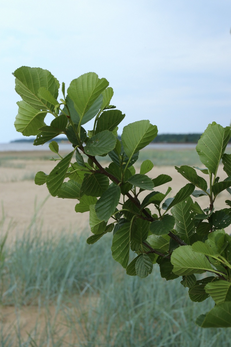 Изображение особи Alnus glutinosa.