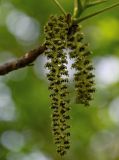 Juglans regia. Соцветие. Дагестан, Магарамкентский р-н, Самурский лес, опушка широколиственного леса. 05.05.2022.