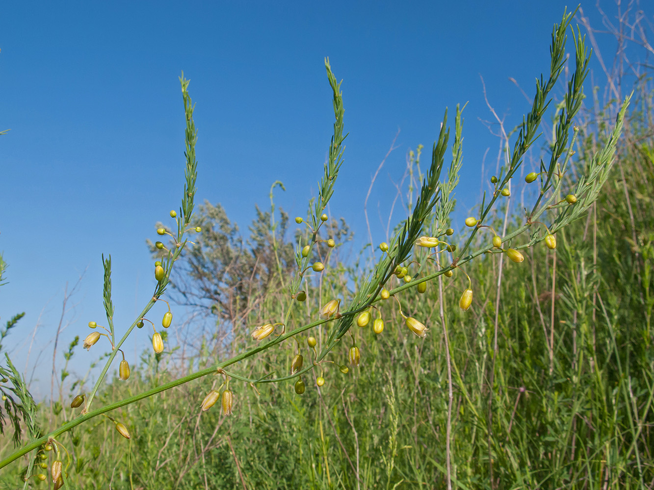 Image of Asparagus litoralis specimen.