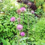 Cirsium heterophyllum