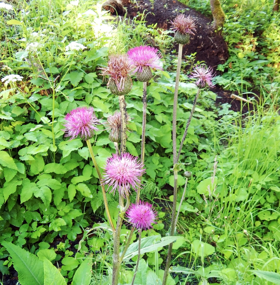 Image of Cirsium heterophyllum specimen.