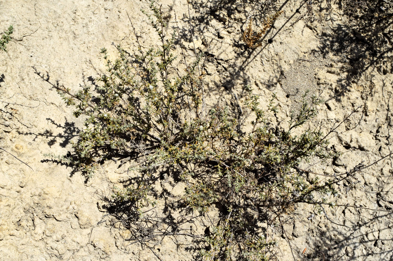 Image of familia Chenopodiaceae specimen.