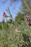 Lathyrus cicera