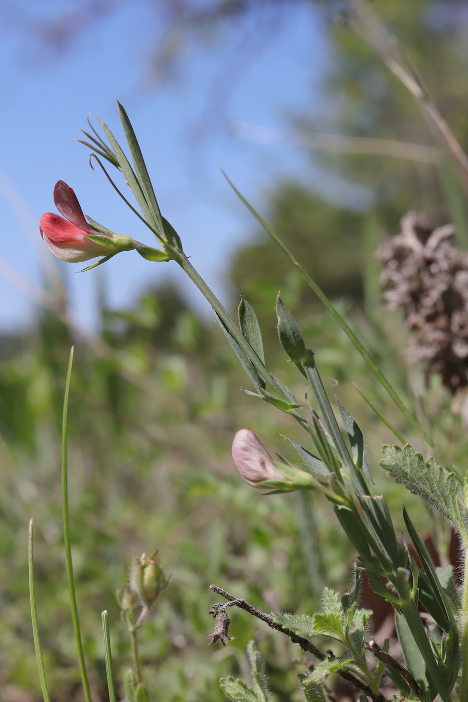 Изображение особи Lathyrus cicera.