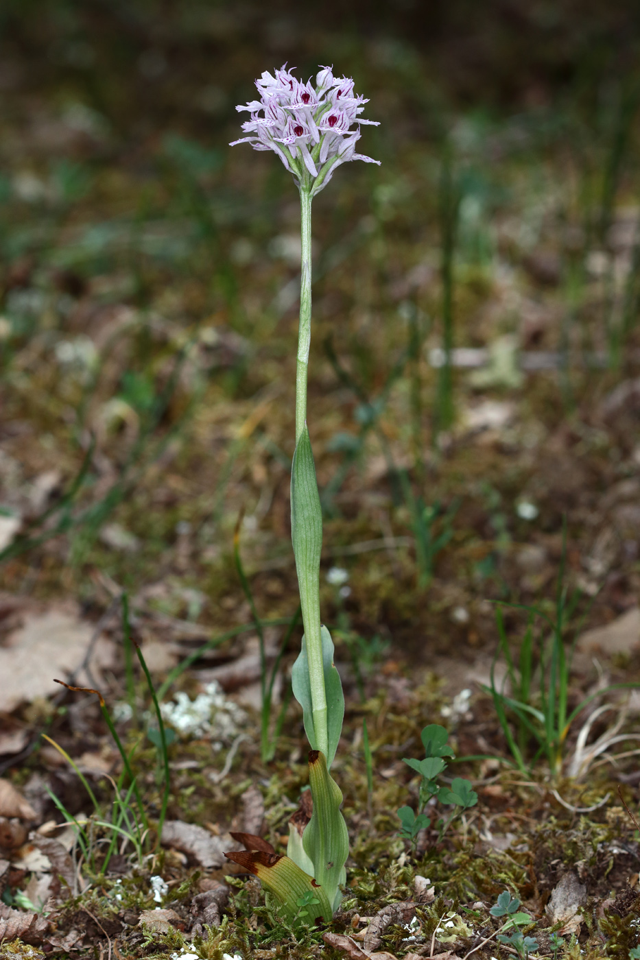 Image of Neotinea tridentata specimen.