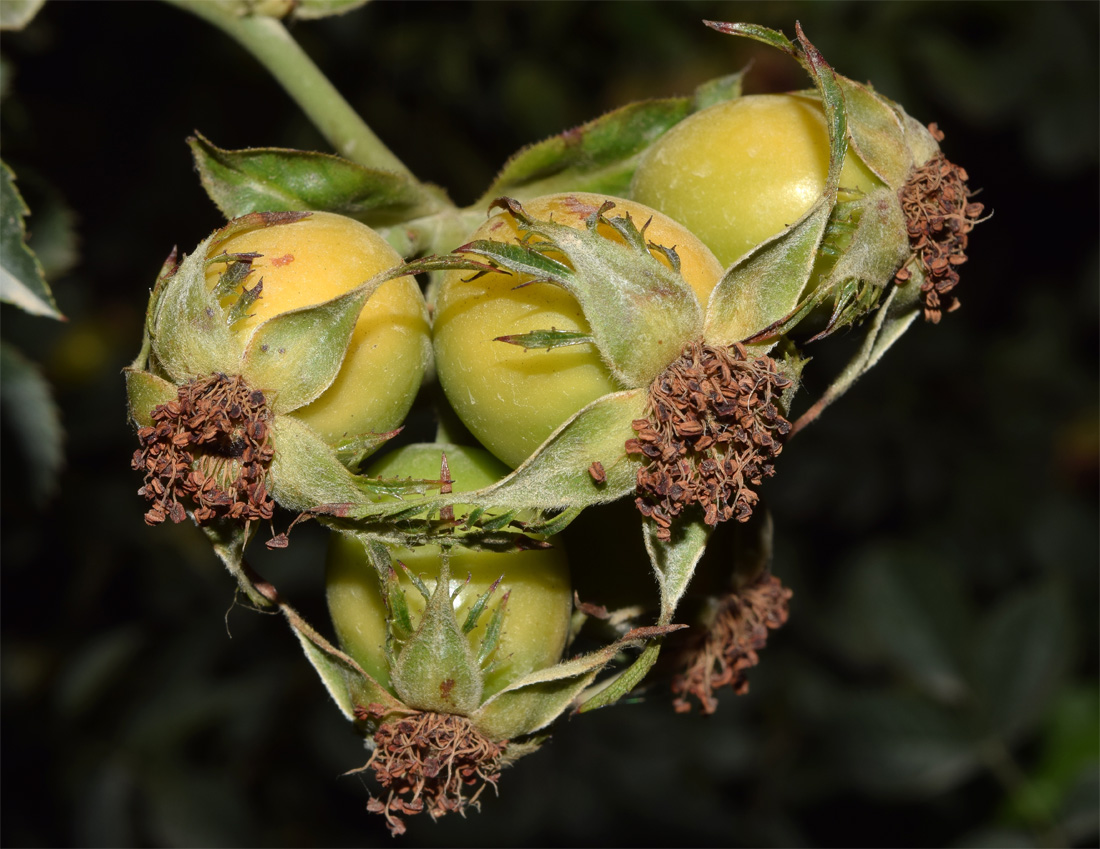 Image of Rosa canina specimen.