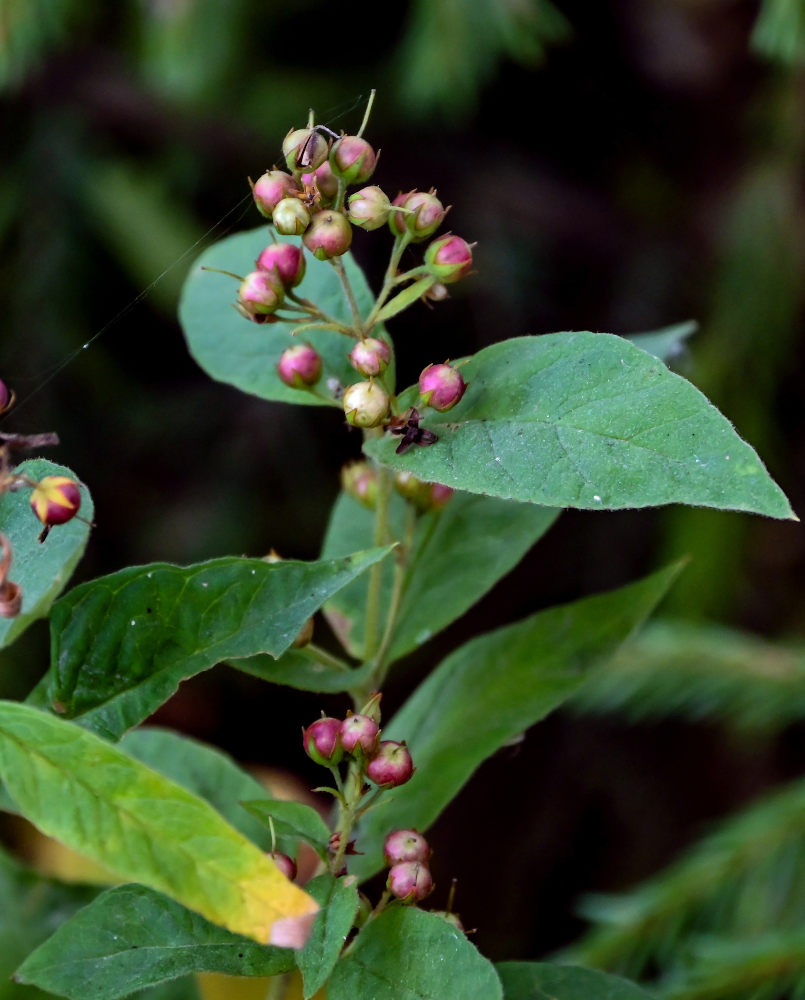 Изображение особи Lysimachia vulgaris.