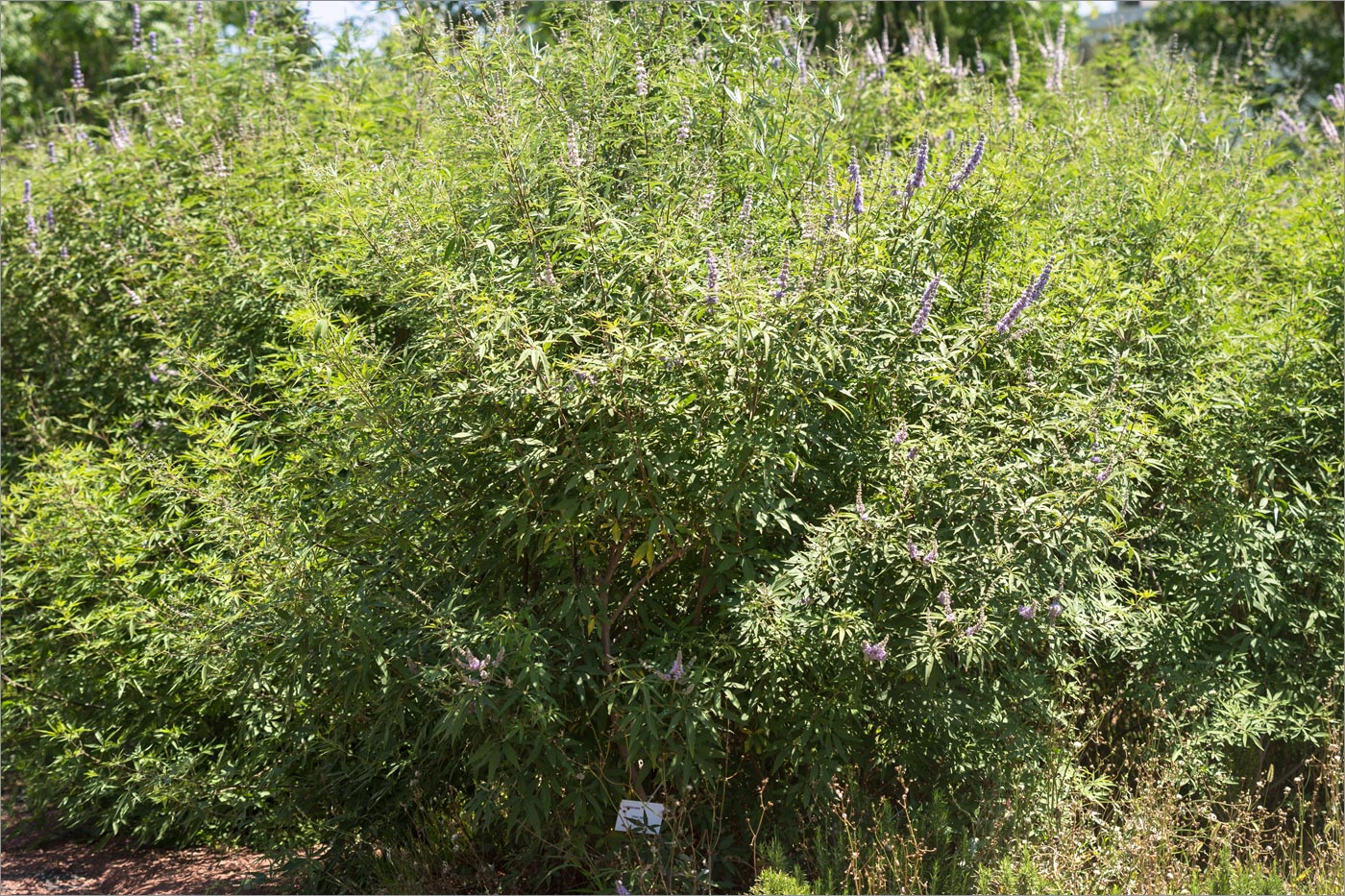 Image of Vitex agnus-castus specimen.