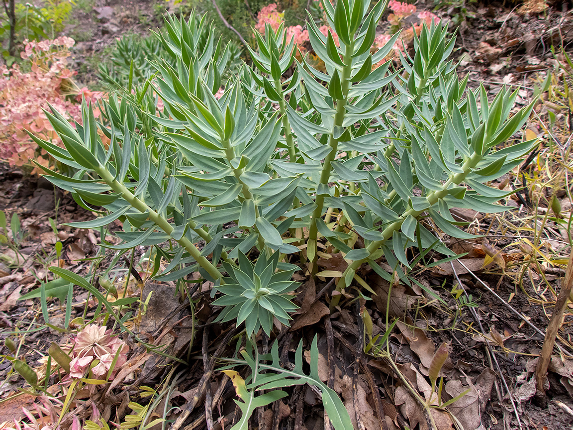 Image of Euphorbia rigida specimen.