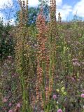 Rumex acetosa