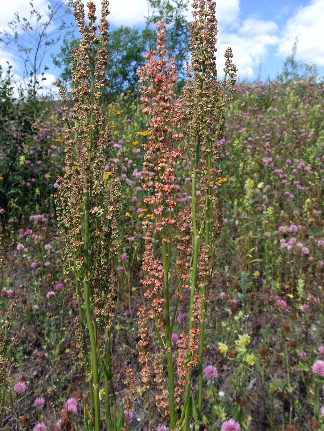 Изображение особи Rumex acetosa.