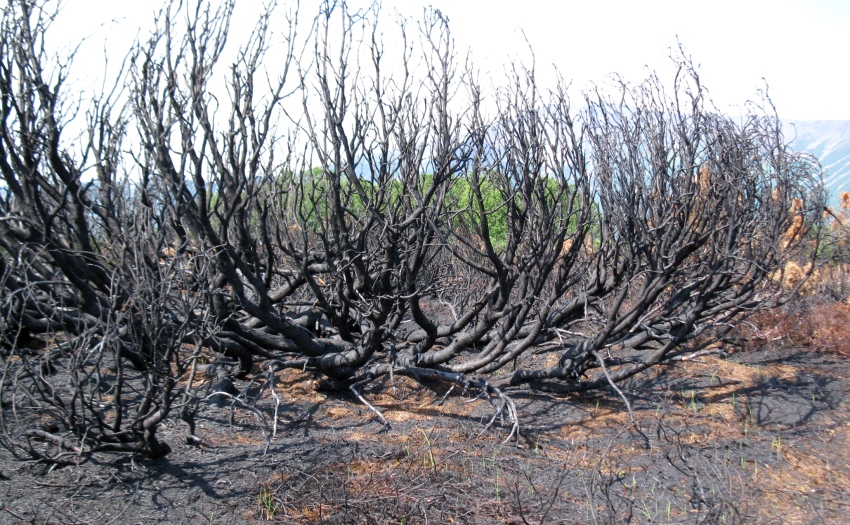 Image of Pinus pumila specimen.