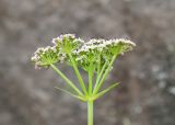 familia Apiaceae