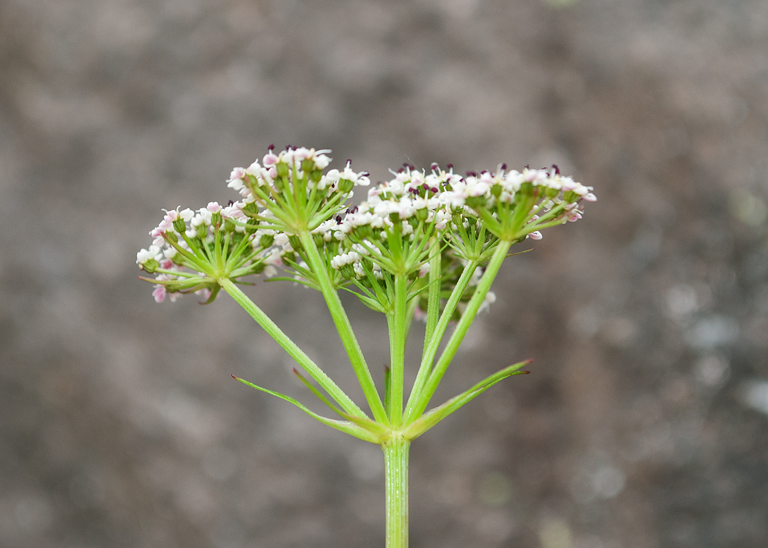 Image of familia Apiaceae specimen.