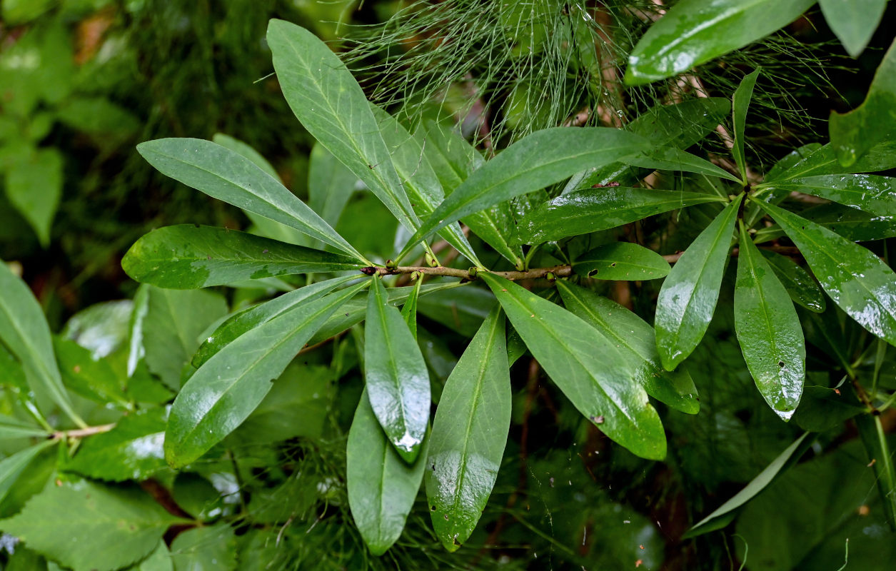 Image of Daphne mezereum specimen.