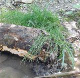 Смотреть изображение Carex remota