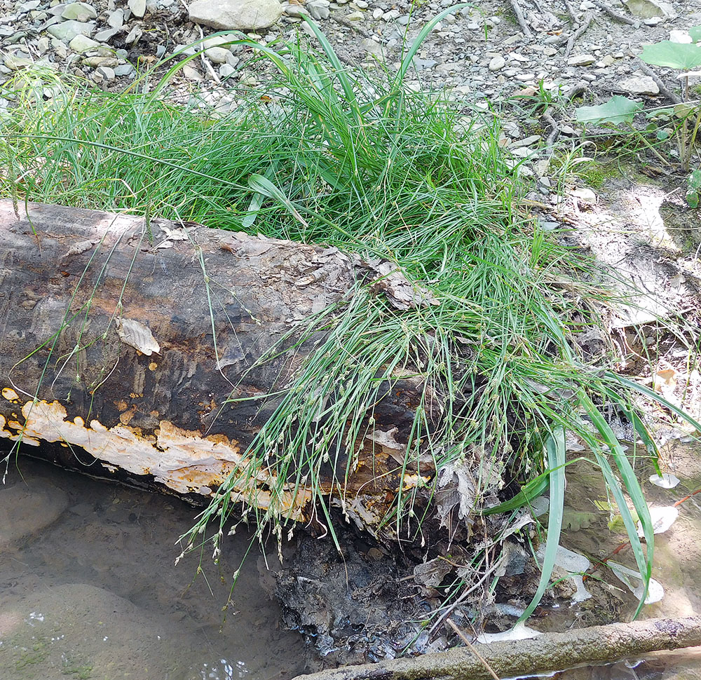 Image of Carex remota specimen.