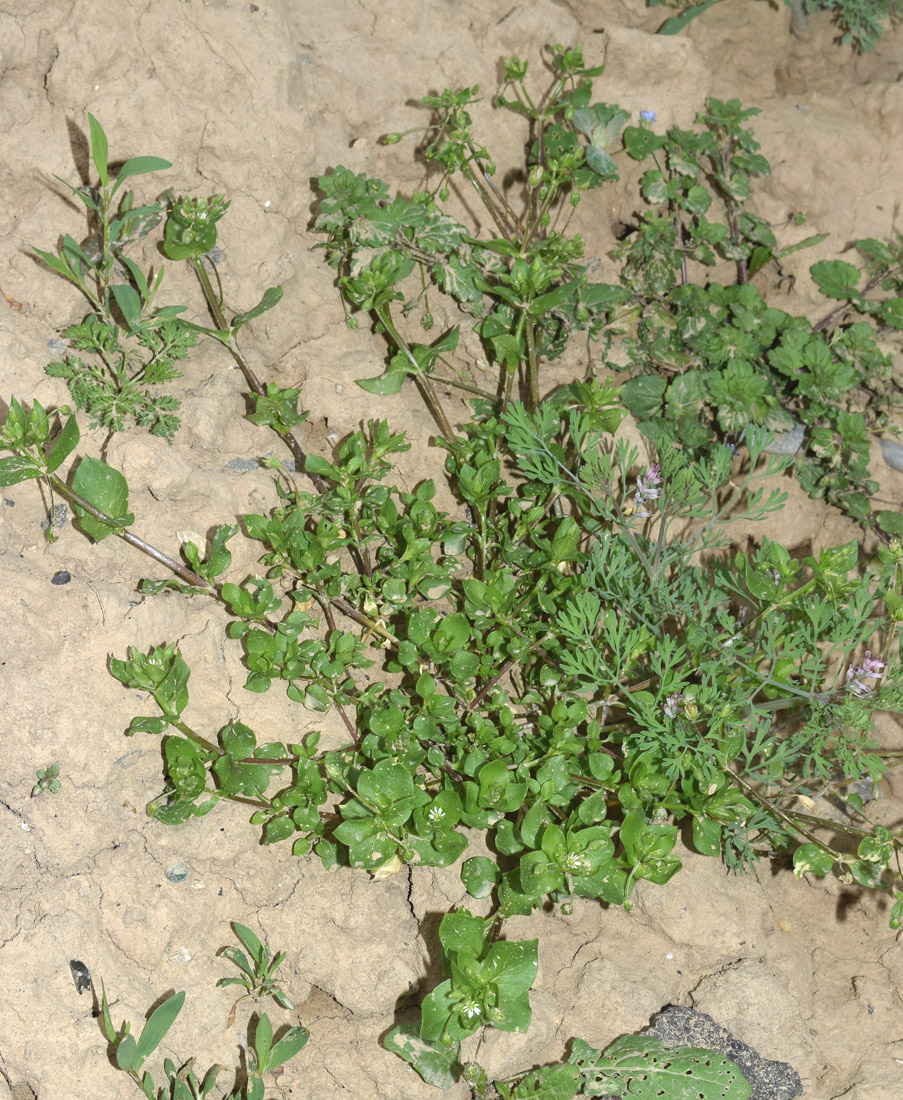 Image of Stellaria media specimen.