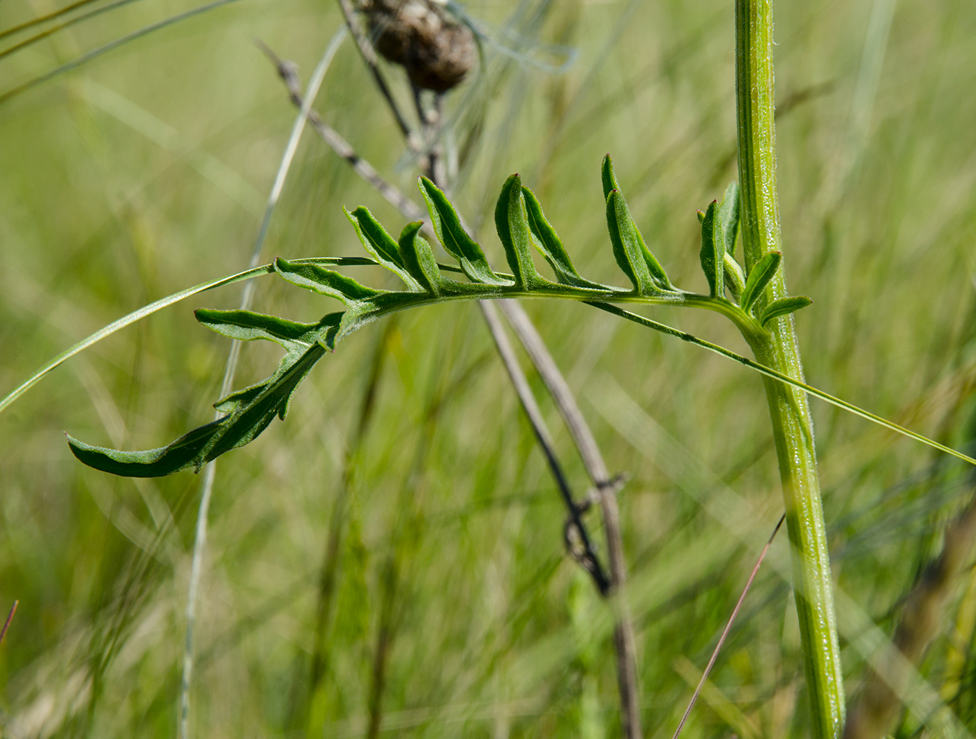 Image of genus Centaurea specimen.