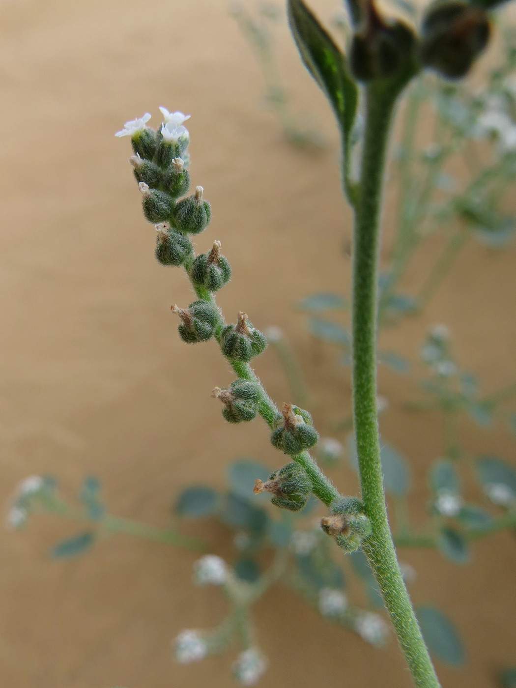 Image of Heliotropium suaveolens specimen.