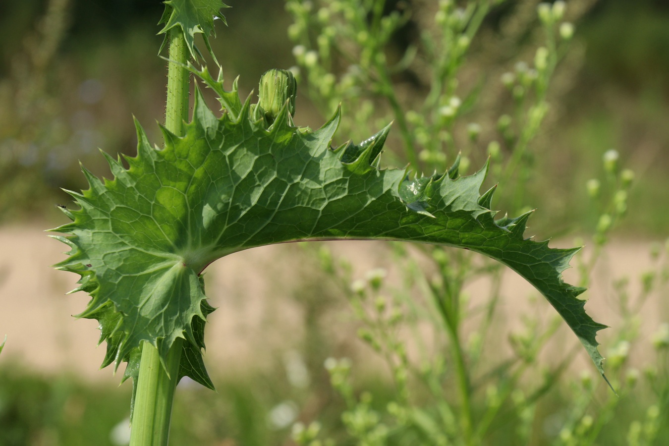 Image of Sonchus asper specimen.