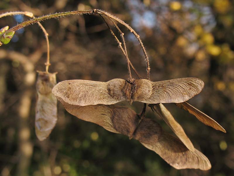 Image of Acer campestre specimen.