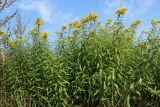 Solidago canadensis. Куртина цветущих растений. Беларусь, Витебская обл., окр. пос. Езерище, суходольный луг. 27.08.2024.