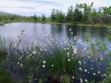 Смотреть изображение Eriophorum brachyantherum