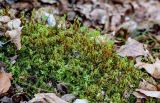 View full-size image Plagiomnium cuspidatum