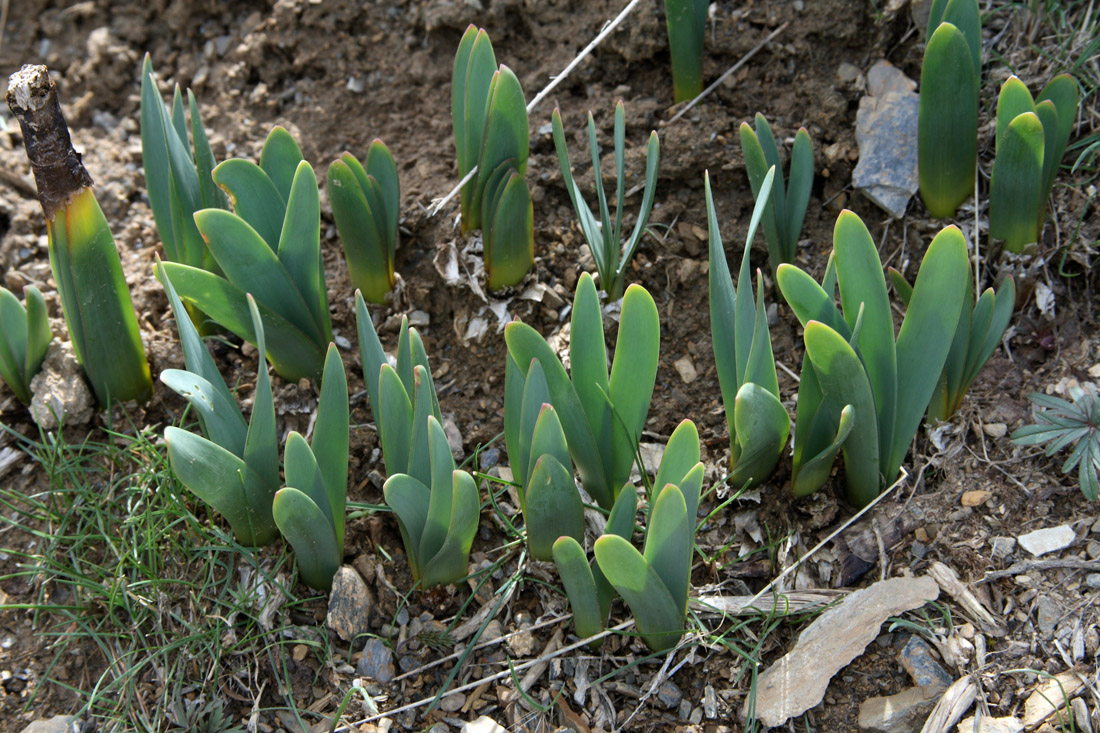 Image of Ungernia oligostroma specimen.