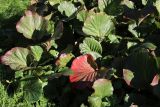 View full-size image Bergenia crassifolia