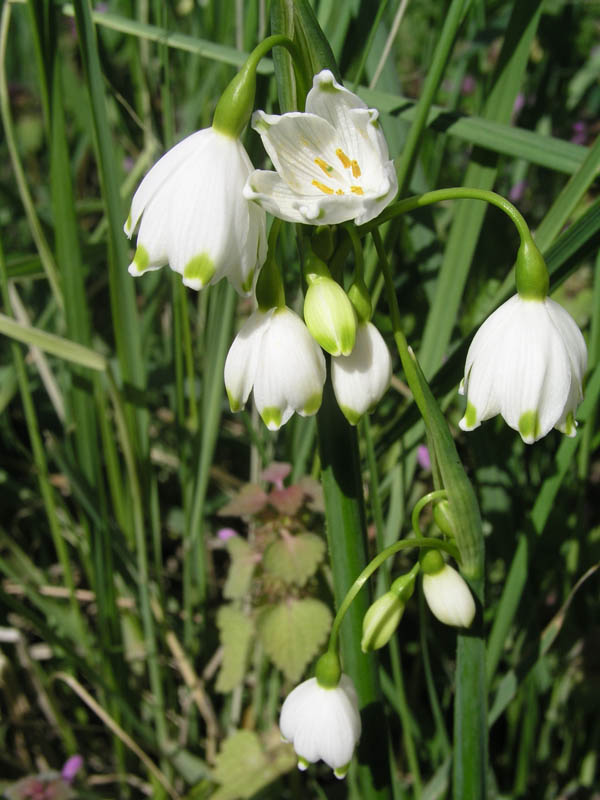 Image of Leucojum aestivum specimen.