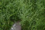 View full-size image Buglossoides arvensis