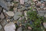 View full-size image Clinopodium vulgare