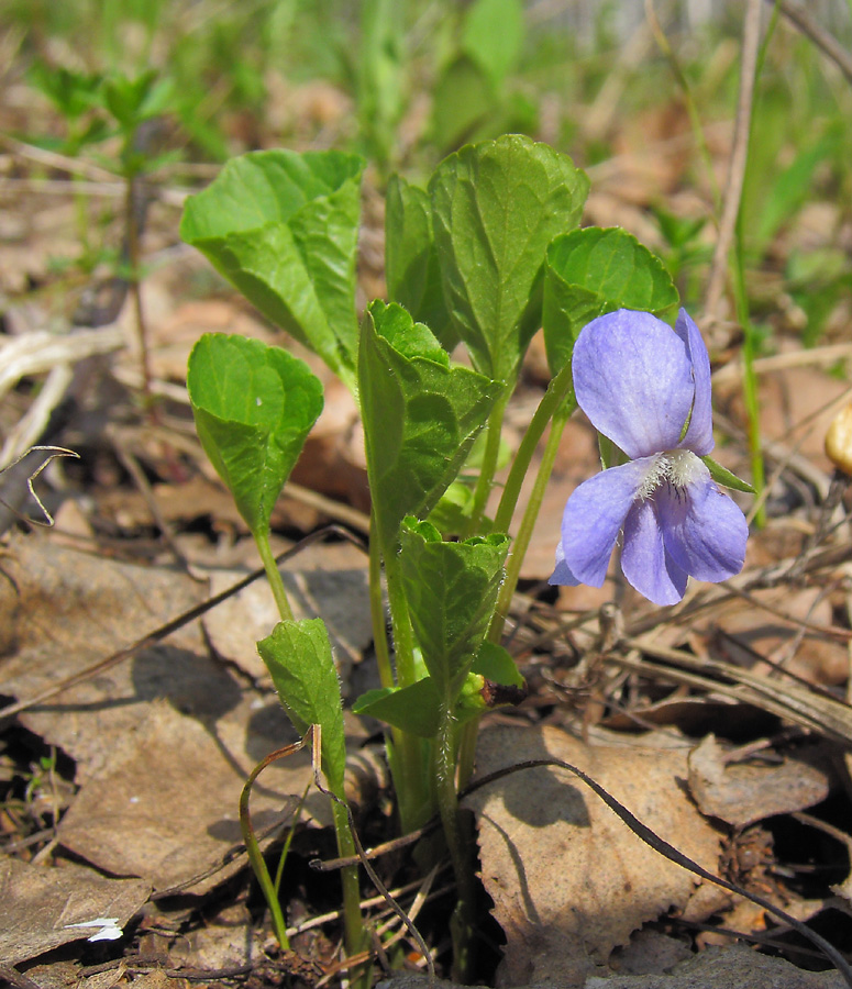 Image of Viola mirabilis specimen.