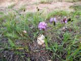 Astragalus danicus