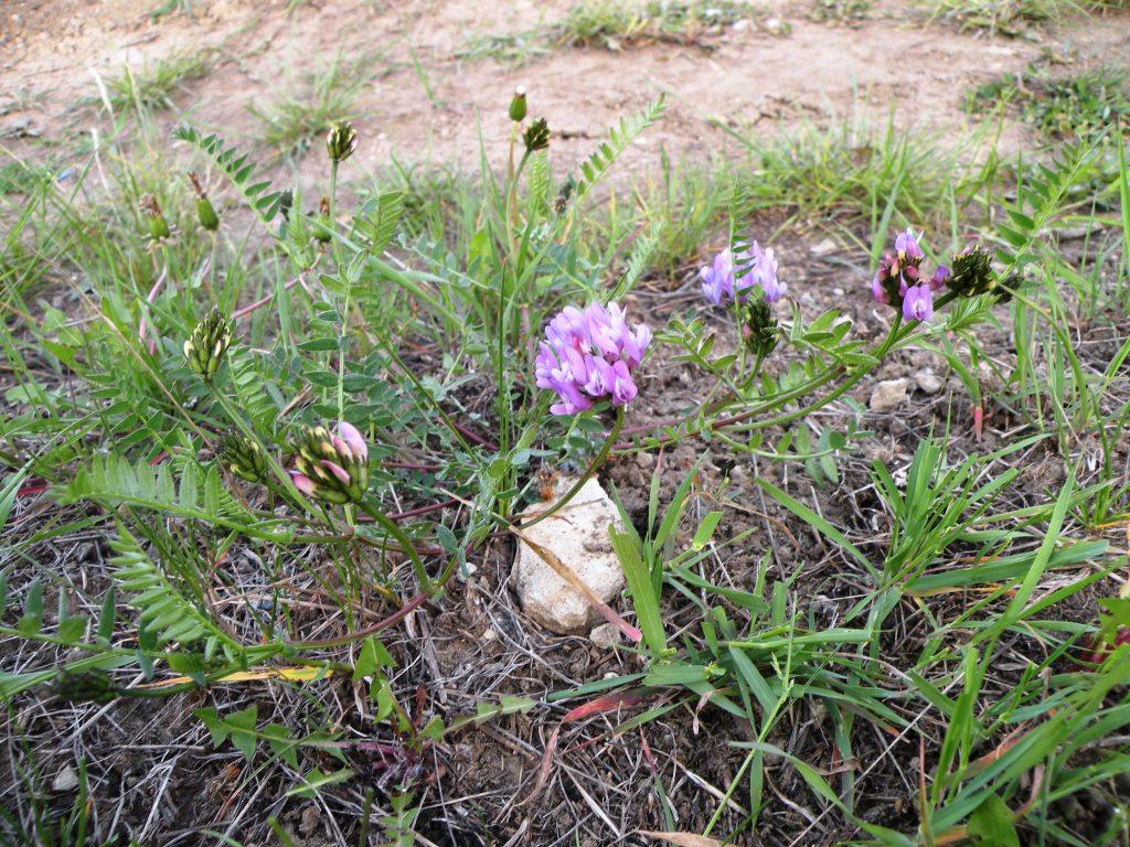 Изображение особи Astragalus danicus.