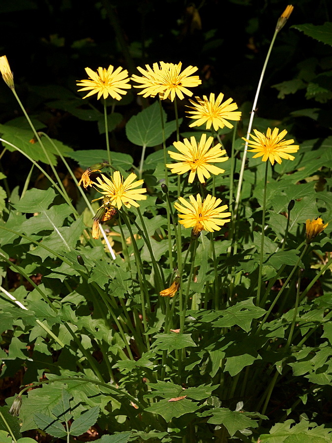 Изображение особи Aposeris foetida.