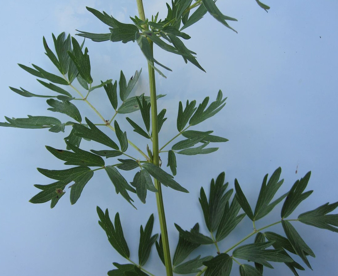 Image of Thalictrum appendiculatum specimen.