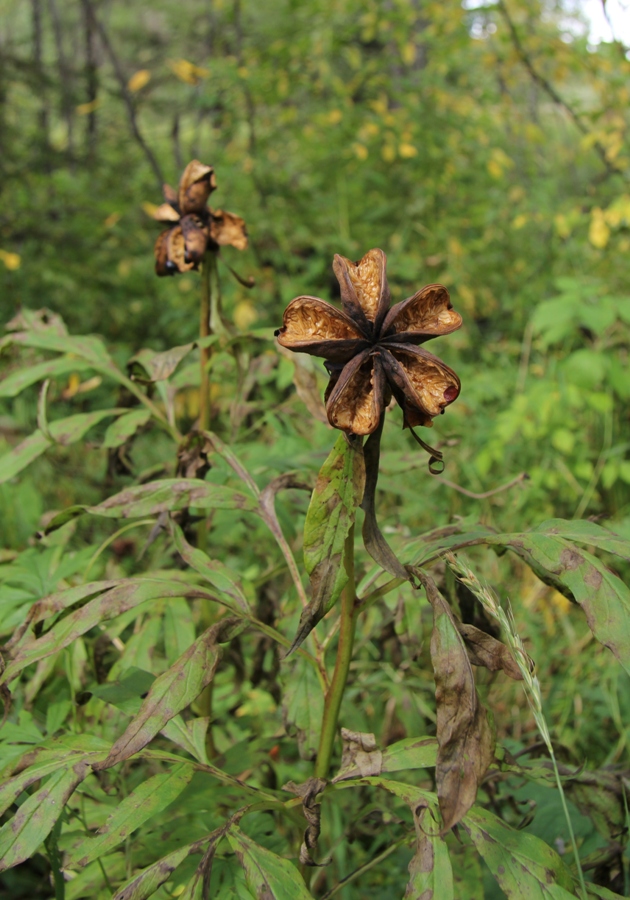 Image of Paeonia anomala specimen.