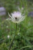 Cirsium obvallatum